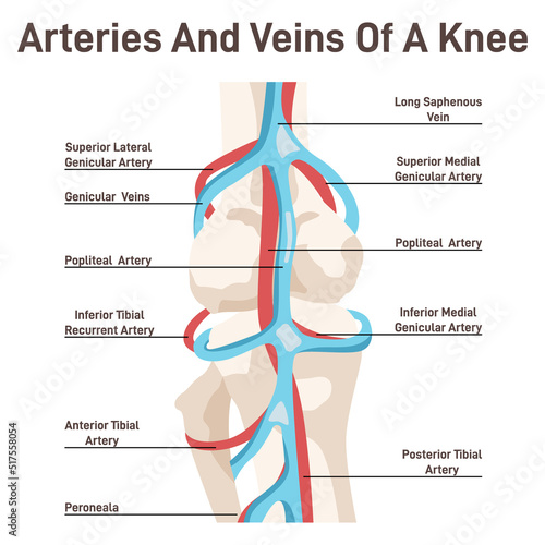 Human knee blood vessels anatomy. Anatomical structure of the healthy