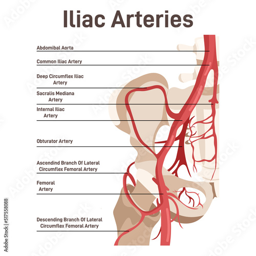 Iliac arteries. The main veins and arteries of the lower body, blood vessels photo