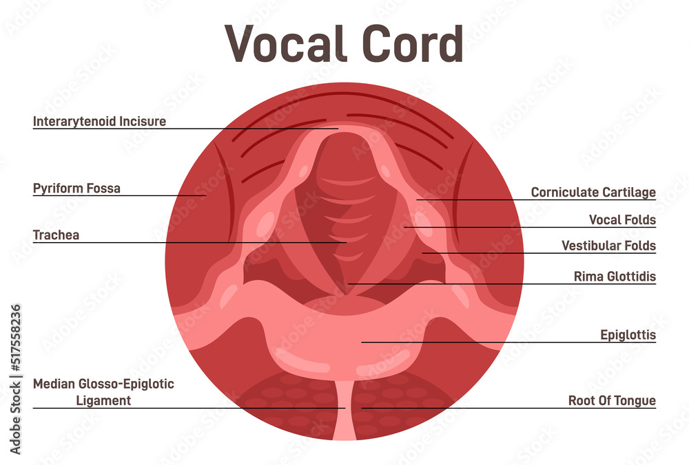 Vocal cords anatomical structure. Human voice closed organ Stock Vector