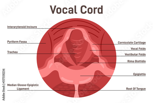 Vocal cords anatomical structure. Human voice closed organ