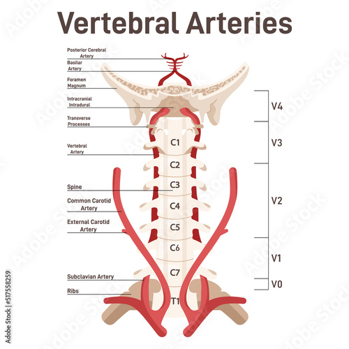 Head and neck circulatory system. Anatomical diagram of vertebral arteries.