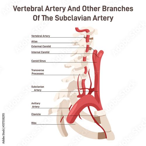 Head and neck circulatory system. Anatomical diagram of vertebral arteries. photo