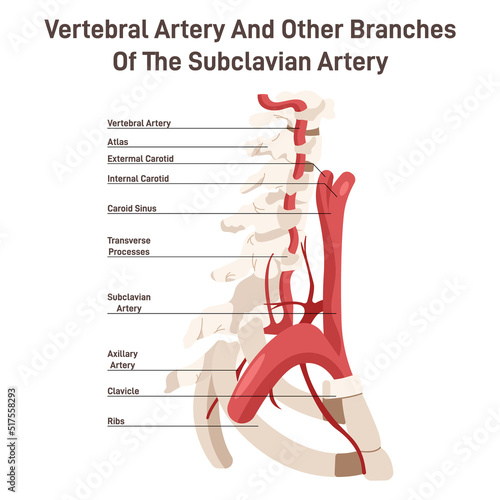 Head and neck circulatory system. Anatomical diagram of vertebral arteries.