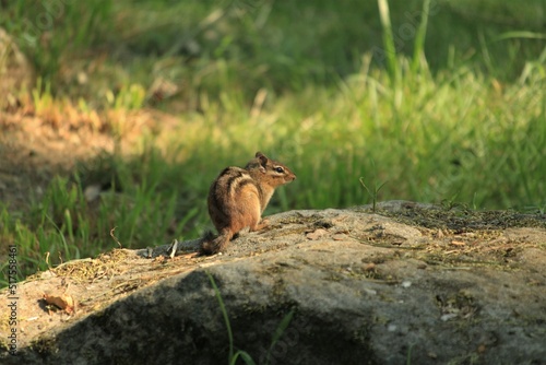 chipmunk on rock