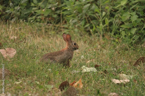 rabbit in the grass © Alesha