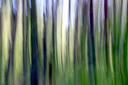 trees taken in the forest and given motion blur technique.