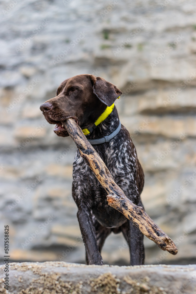 vertical portrait of a dog of the German Braque breed playing with a stick in its mouth vertical portrait of a dog of the German Braque breed playing with a stick in its mouth