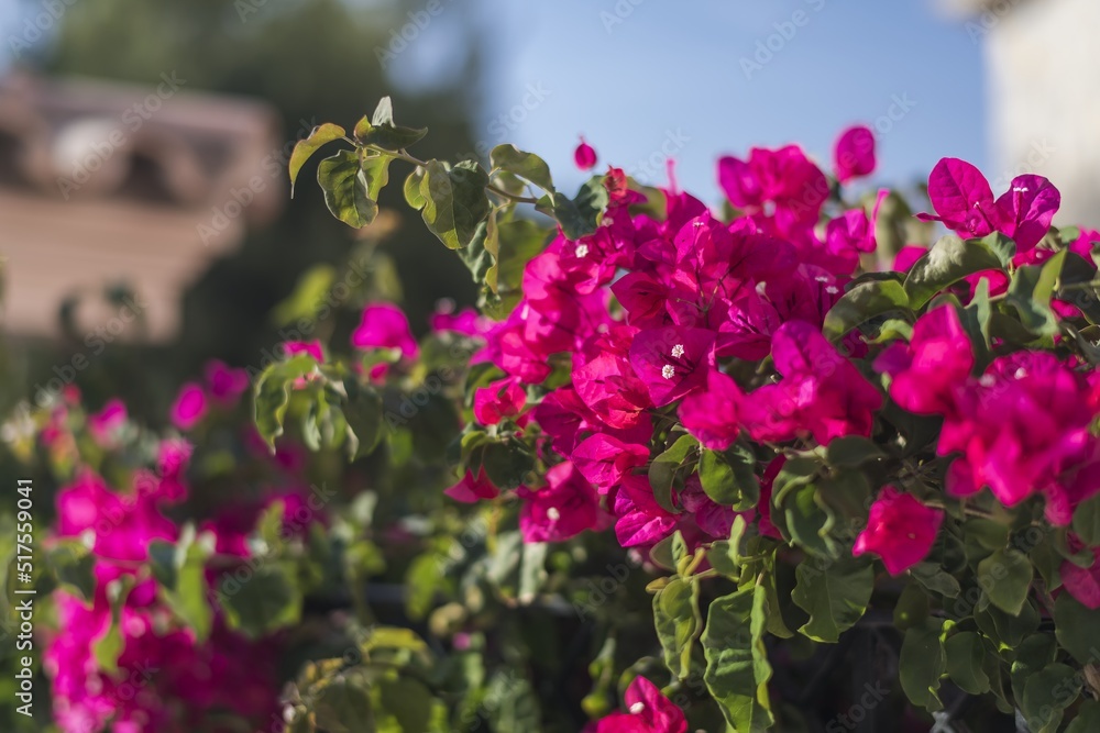Fototapeta premium Flowering shrubs in Mallorca. Wonderful sunny weather, atmosphere.