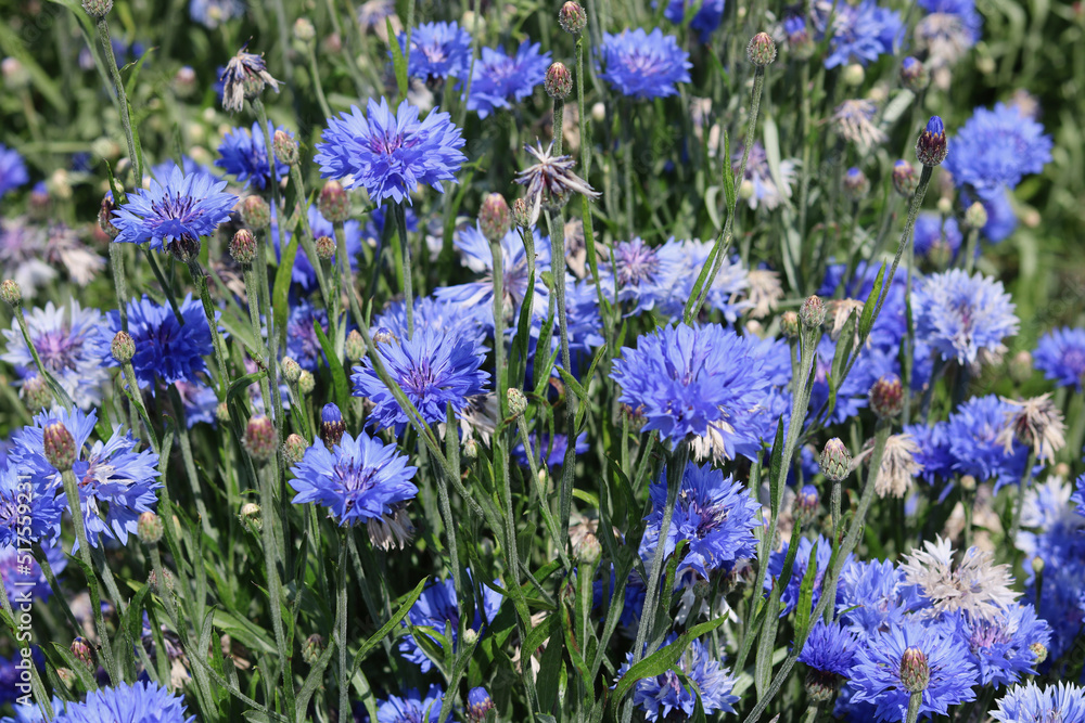Naklejka premium Full frame image of masses of beautiful blue cornflowers and foliage
