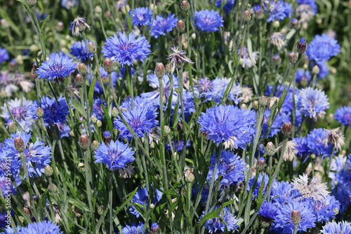 Full frame image of masses of beautiful blue cornflowers and foliage