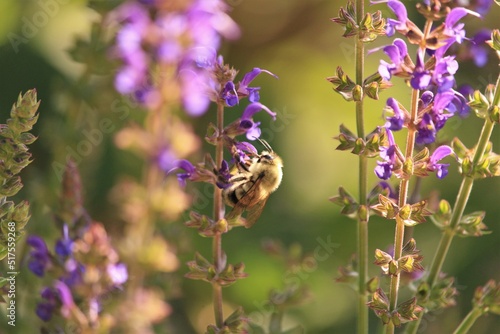 bee on flower