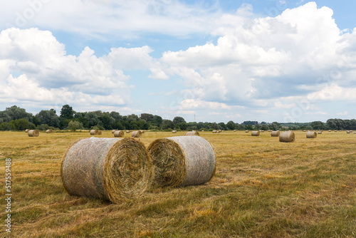 Two rolls of hay in an agricultural field with dry grass and blue skies with clouds in summer