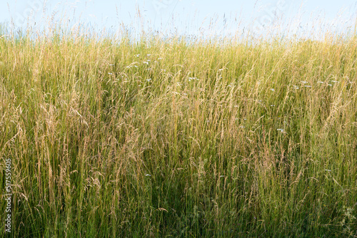 Tall grass, brown green, with sky