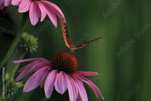 butterfly on flower.