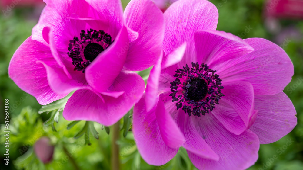Naklejka premium Pink flower Anemone