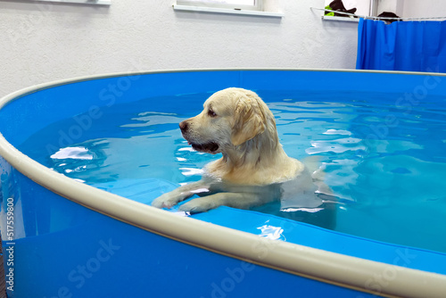 Фотография golden retriever dog training in the swimming pool