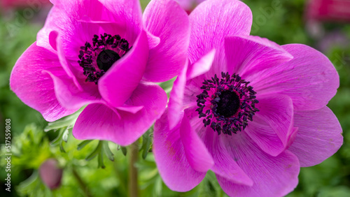 Pink flower Anemone