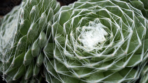 Close up of Sempervivum