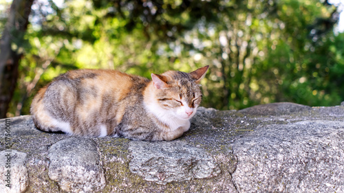 The cat is resting on a stone fence in the shade under a tree. Greece, kalabaka. close up