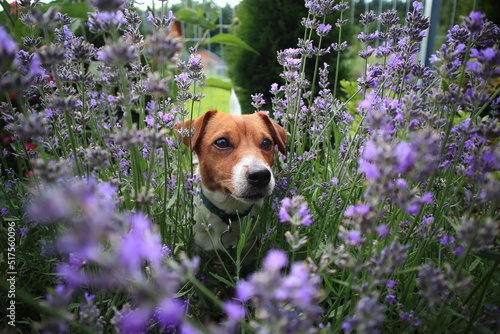Jack Russell Terrier dog in the garden between a beautifully blooming lavender.
Pies Jack Russell Terrier w ogrodzie między pięknie kwitnącą lawendą