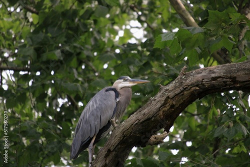 great blue heron