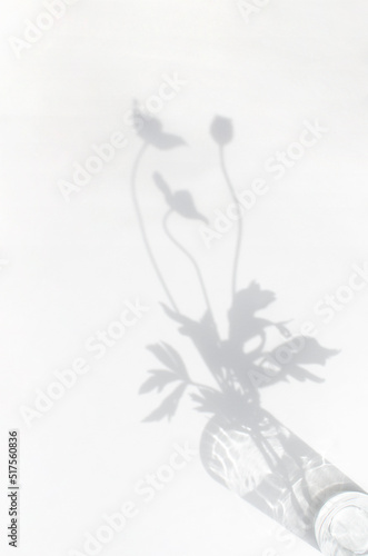 The shadow of a plant on a light background