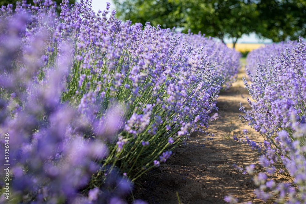 Obraz premium Lavender plantation in Provence