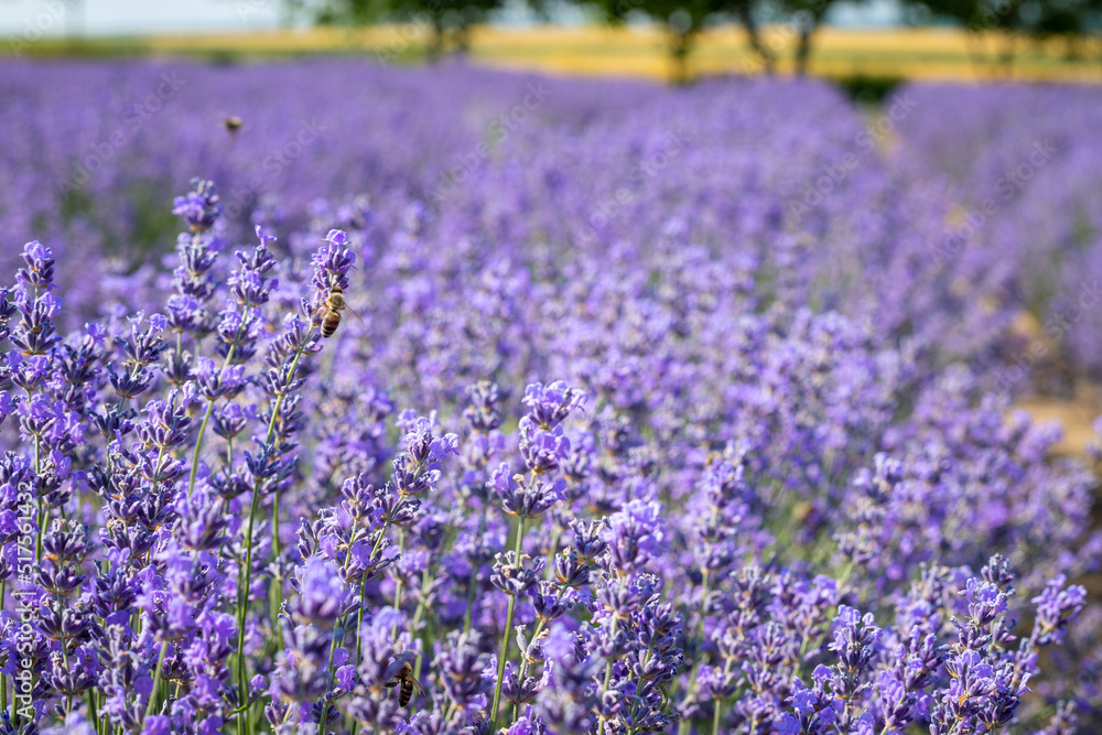 Pollination of lavender by bees