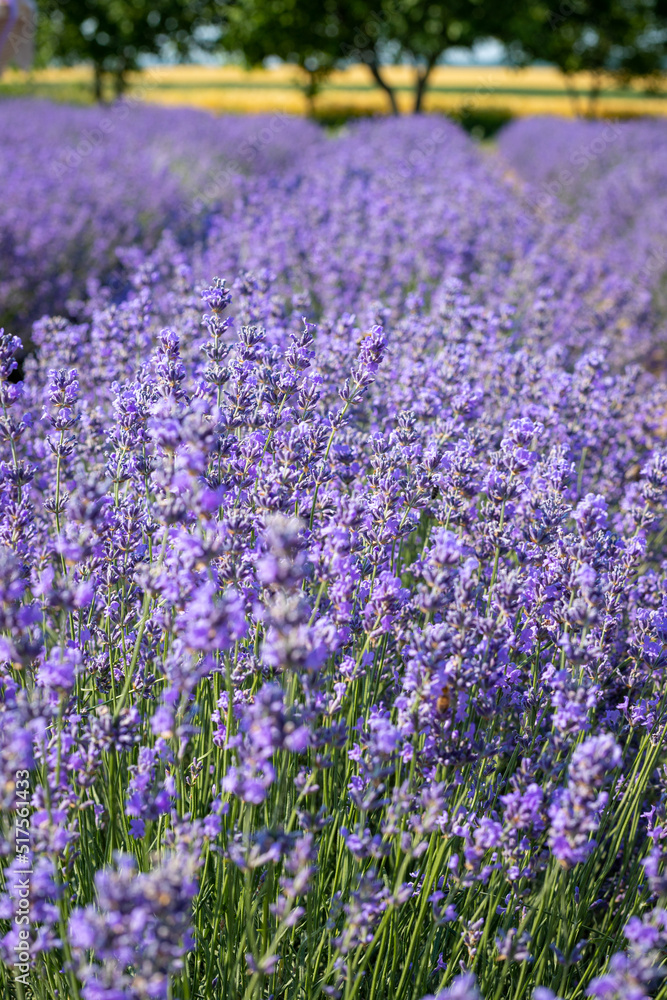 Obraz premium Close-up of flowering lavender bushes