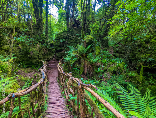 Puzzlewood, an ancient woodland near Coleford in the Royal Forest of Dean, Gloucestershire, UK.