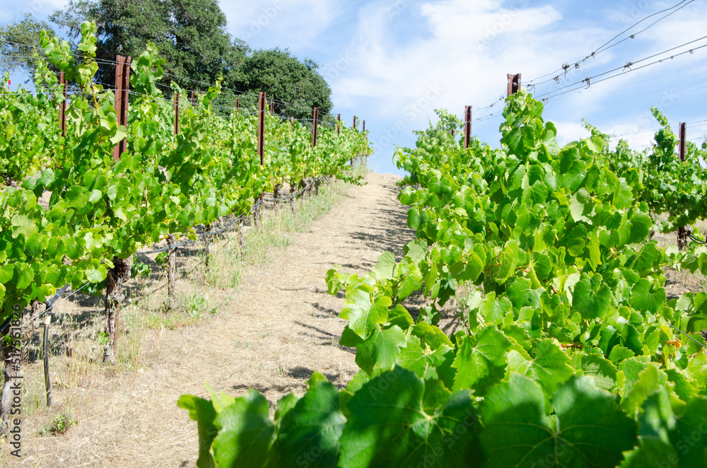 Sunny afternoon in vineyard