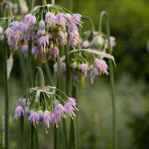 Nodding Onions (Allium Cernuum) with purple or pinkish petals and yellow filament stigma looking upside down at Jamaica Plain, Massachusetts, USA