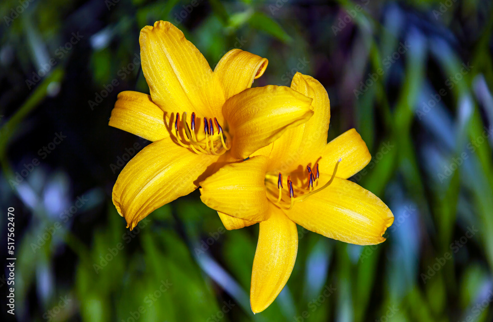 Yellow daylily flowers on plant background in garden design.