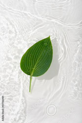 Water banner background with leaves hosts. White water texture, surface with rings and ripple. Spa concept background. Flat lay, top view, copy space.