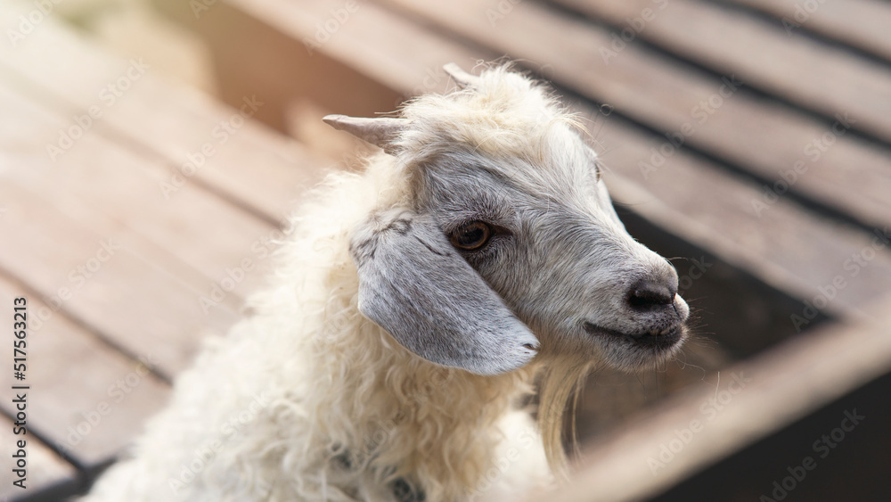 Fototapeta premium A close up shot of a horned white goat on a farm