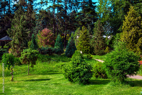 Evergreen bushes in a parkland with a green lawn cut grass near pine forest with tall trees illuminated by sunlight on a summer day, nobody.