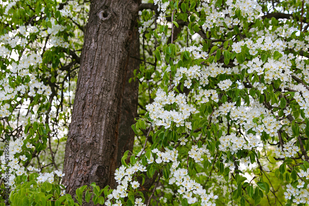 Beautiful branches of spring fruit tree with white flowers