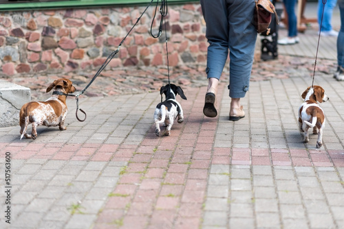 Three miniature dachshunds on a leash from the back.