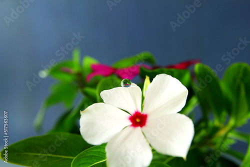 all year blooms colorful catharanthus roseus flower or vinka rosea known as barmasi flower in india  photo