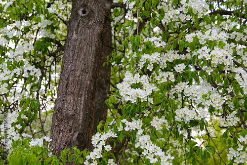 Fototapeta Naklejka Na Ścianę i Meble -  Beautiful branches of spring fruit tree with white flowers