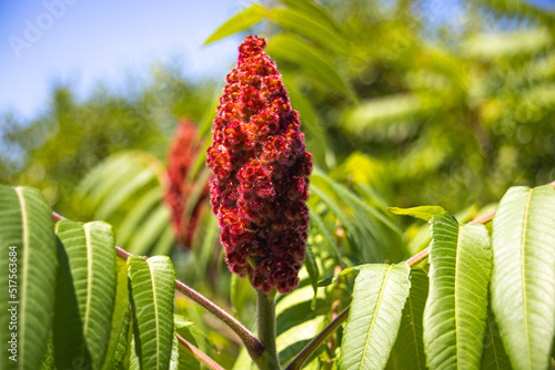 Staghorn Sumac (Rhus Typhina, Velvet Sumac, Hairy Sumac, Red Sumac) with its leaves under the intensive sun light look like a mini pine or cone shape photo