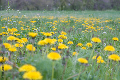Fototapeta Naklejka Na Ścianę i Meble -  Dandelion field on a sunny day. Blooming dandelions in the spring on a meadow.
