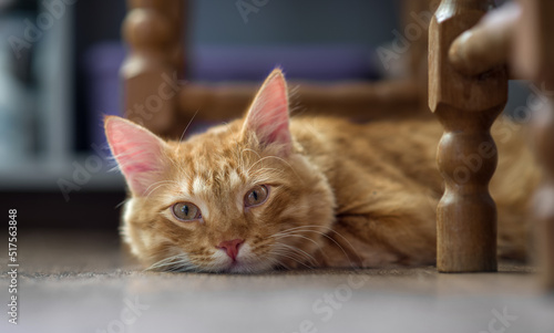 The cat is looking at the camera intently. The red cat lies on the floor in the room.