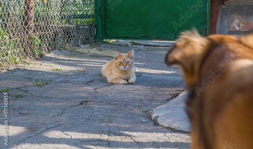 The cat looks at the dog warily when meeting with her. Cat and dog look at each other.