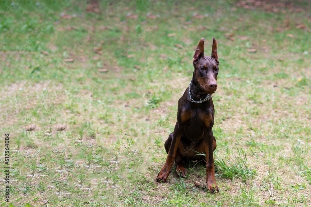 Doberman, brown color, with a chain around his neck, sits in a clearing Doberman, brown color, with a chain around his neck, sits in a clearing