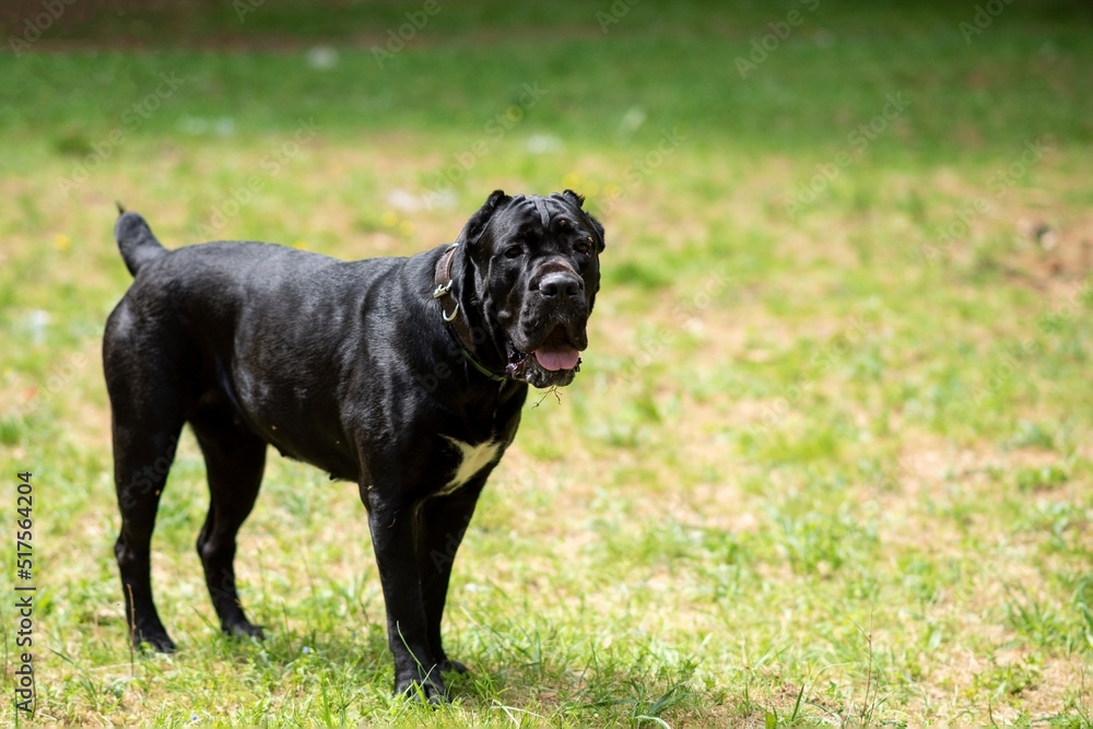 Cane Corso of dark color, sticking out his tongue, sitting on the grass