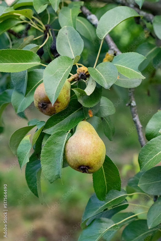 gruszka rośnie na drzewie owoc jedzenie zdrowe naturalne  - obrazy, fototapety, plakaty 