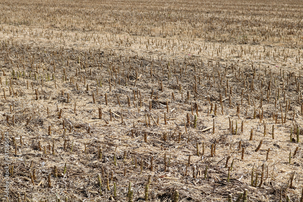 Full frame image of short cropped corn stubble after harvesting Full frame image of short cropped corn stubble after harvesting