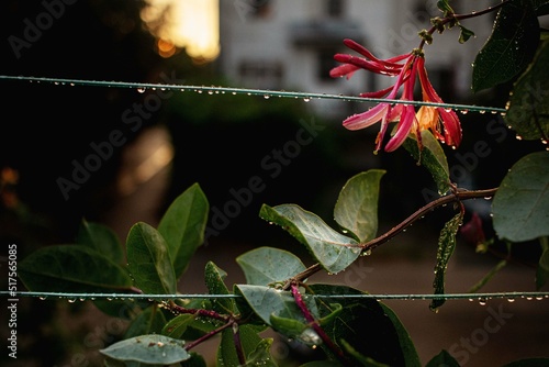 honeysuckle after the rain