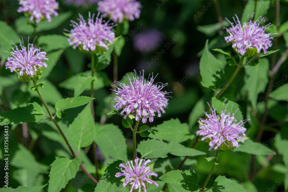 Macro texture background view of purple monarda fistulosa (bee balm) flower blossoms in an outdoor butterfly garden. Also called wild bergamot. Macro texture background view of purple monarda fistulosa (bee balm) flower blossoms in an outdoor butterfly garden. Also called wild bergamot.